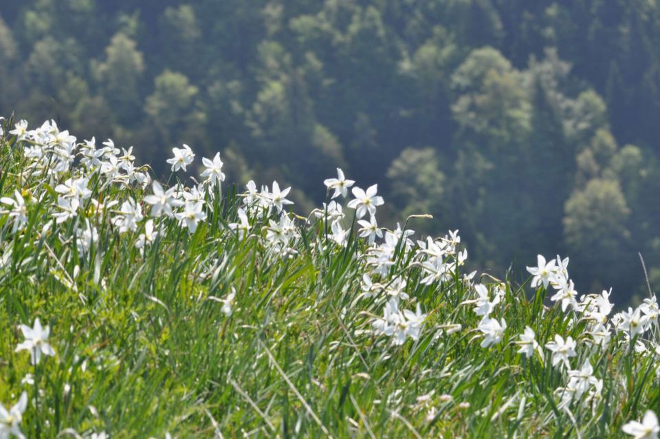 Golica, Bled 21.5.2011 part 1 - foto povečava