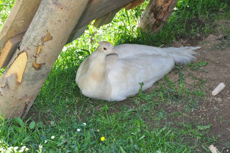 Mini ZOO 29.5.2011 - foto povečava