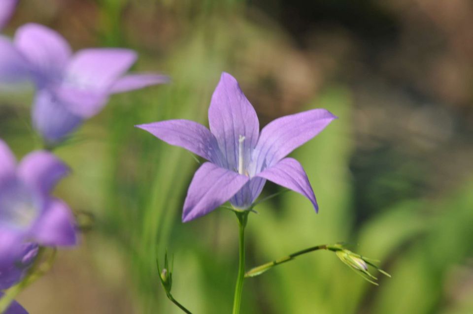 RD, kosilo Stoglej, Robanov kot 5.6.2011 - foto povečava