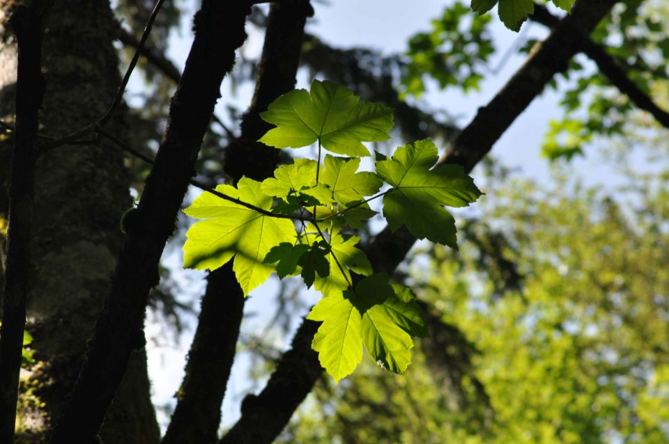 RD, kosilo Stoglej, Robanov kot 5.6.2011 - foto povečava