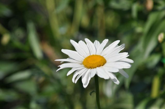 Pečica, Savinjska 2. - 3.7.2011 - foto