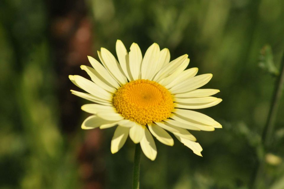 Rože pri ge. Olgi 9.7.2011 - foto povečava