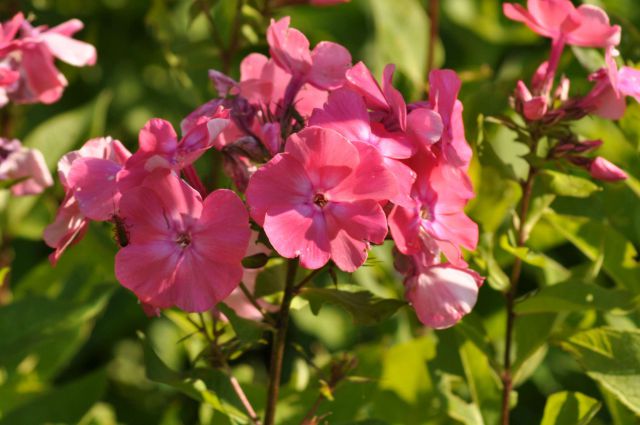 Rože pri ge. Olgi 9.7.2011 - foto