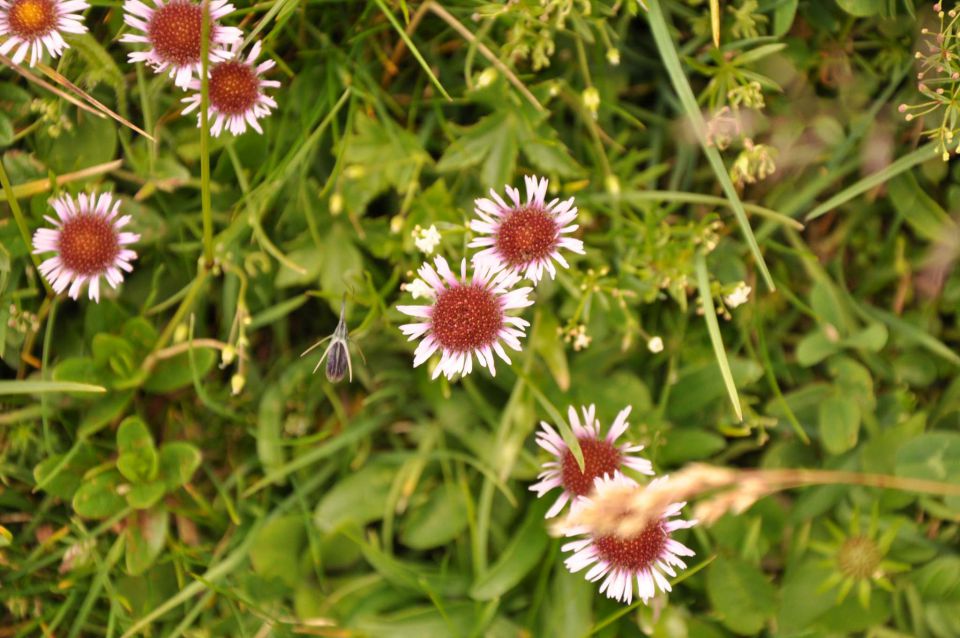 Viševnik 26.7.2011 - foto povečava