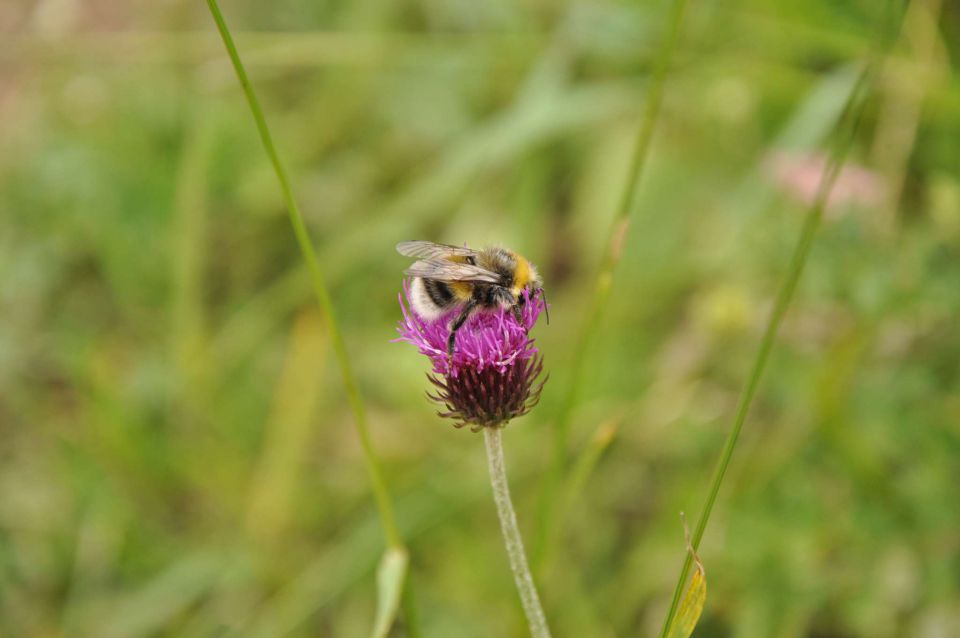 Viševnik 26.7.2011 - foto povečava