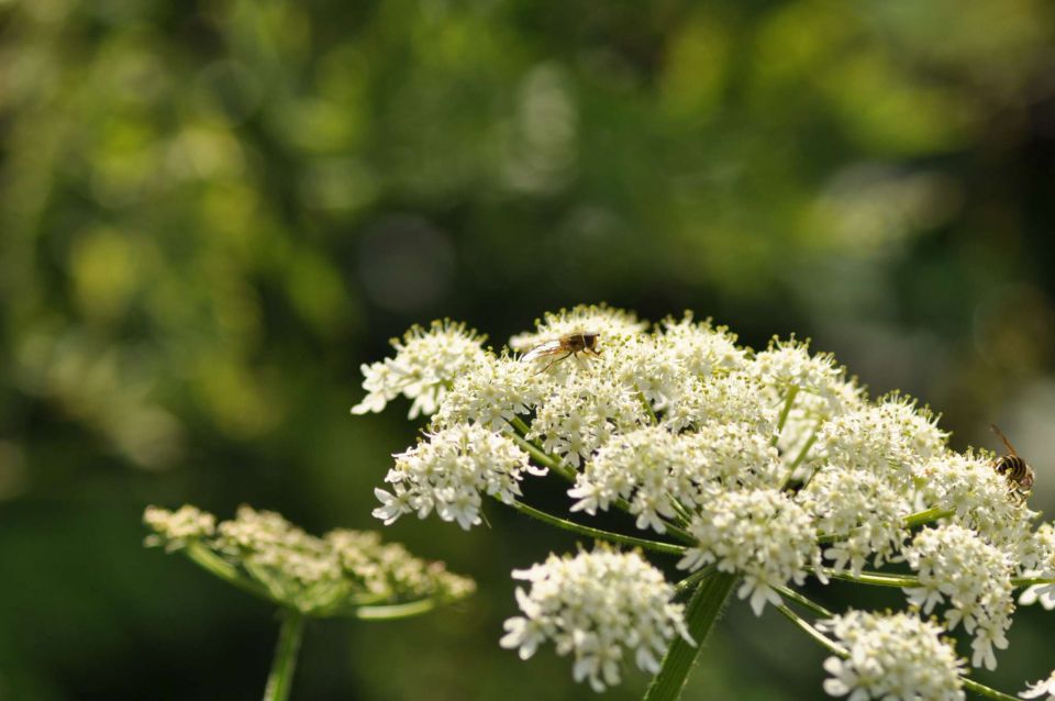 Črna prst 27.7.2011 - foto povečava