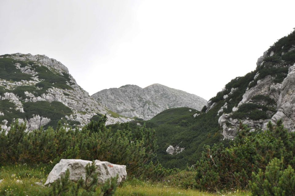 Vogel 31.7.2011 - foto povečava