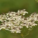 Ratitovec 2.8.2011
