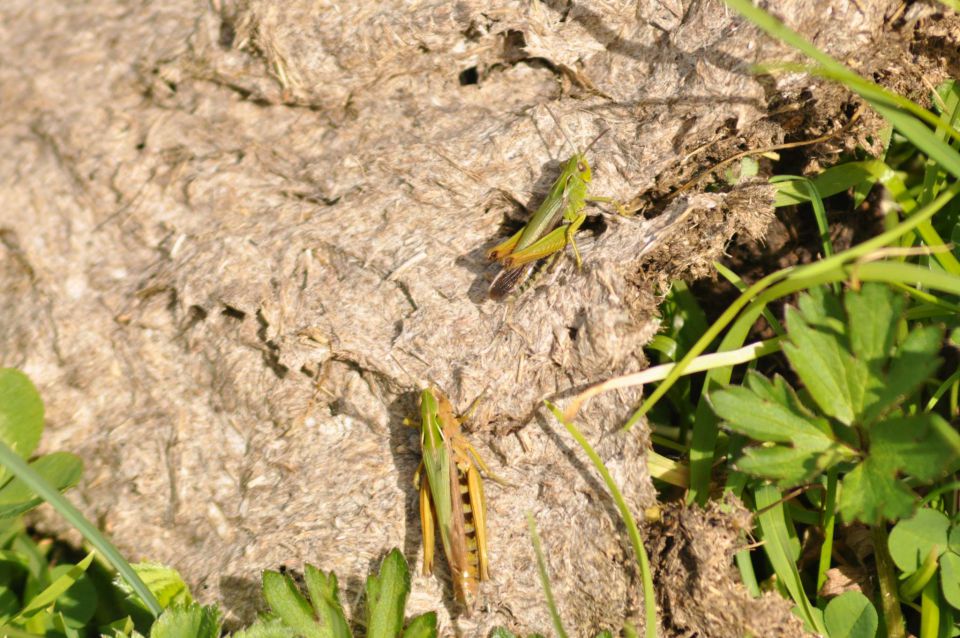 Ratitovec 2.8.2011 - foto povečava