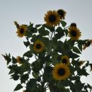 Celjska koča 27.8.2011