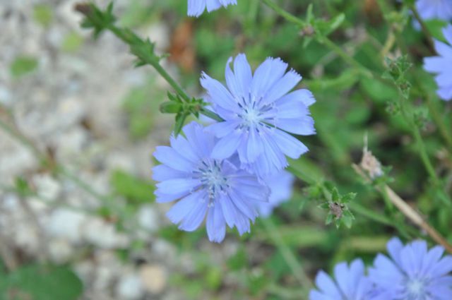 Celjska koča 27.8.2011 - foto