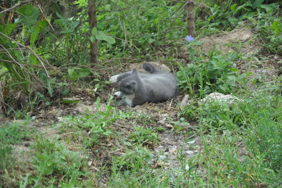 Celjska koča 27.8.2011 - foto povečava