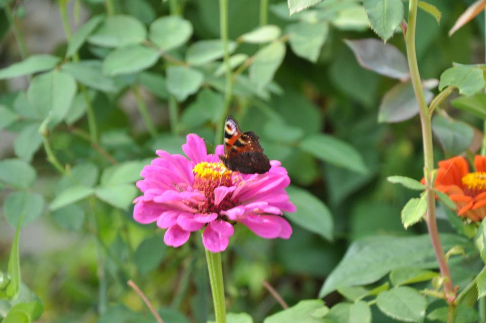 Celjska koča 27.8.2011 - foto povečava