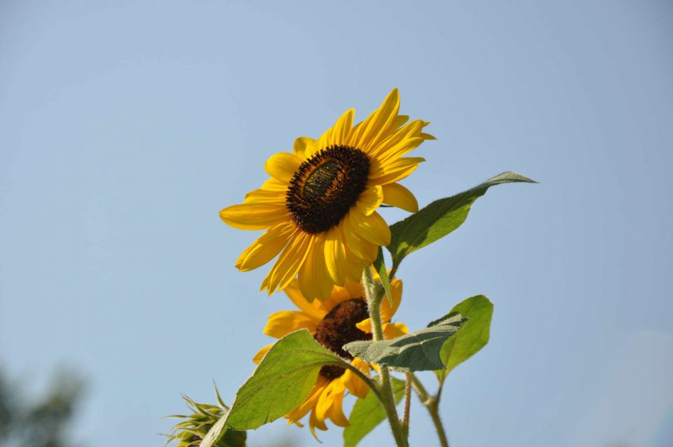 Celjska koča 27.8.2011 - foto povečava