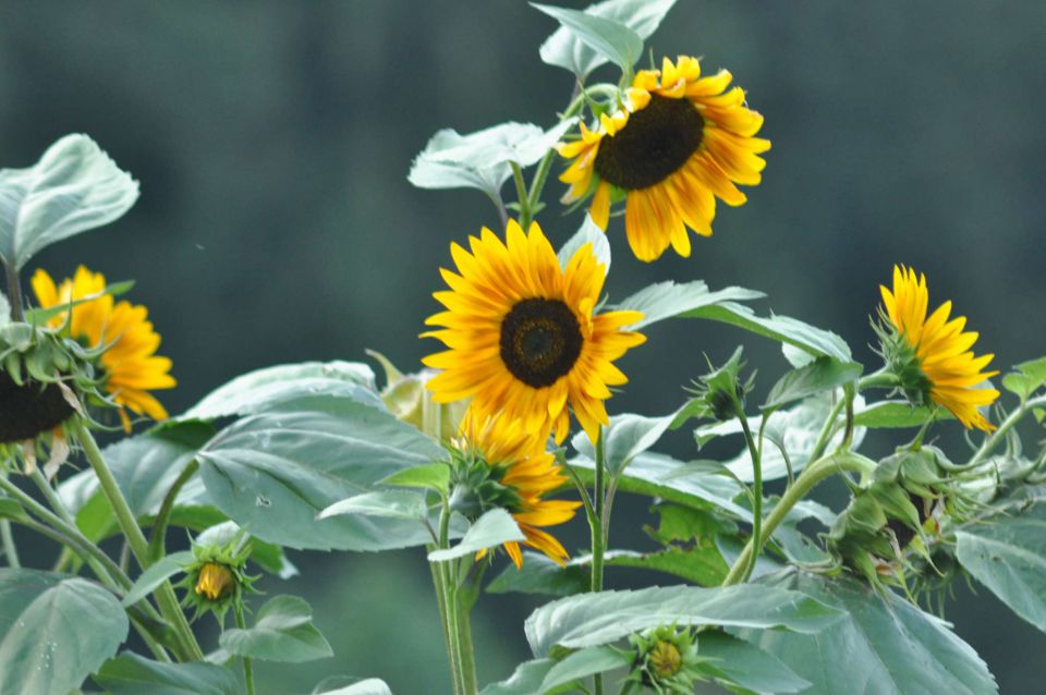 Razno september 2011 - foto povečava