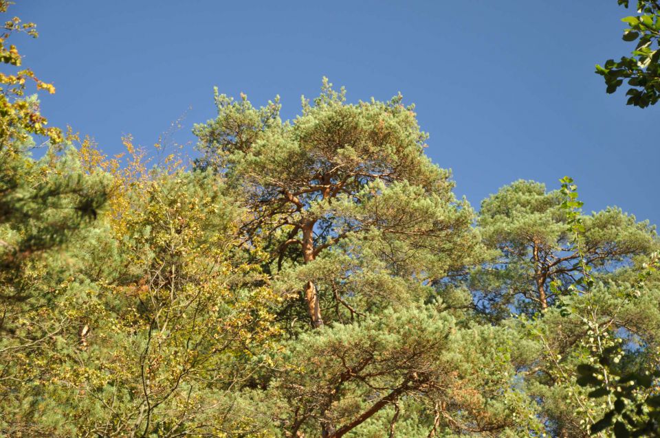 Šmartinsko jezero via Lahovna 15.10.2011 - foto povečava