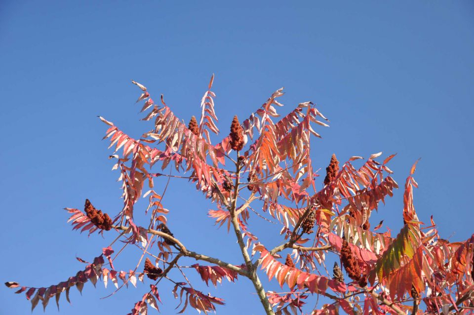 Šmartinsko jezero via Lahovna 15.10.2011 - foto povečava