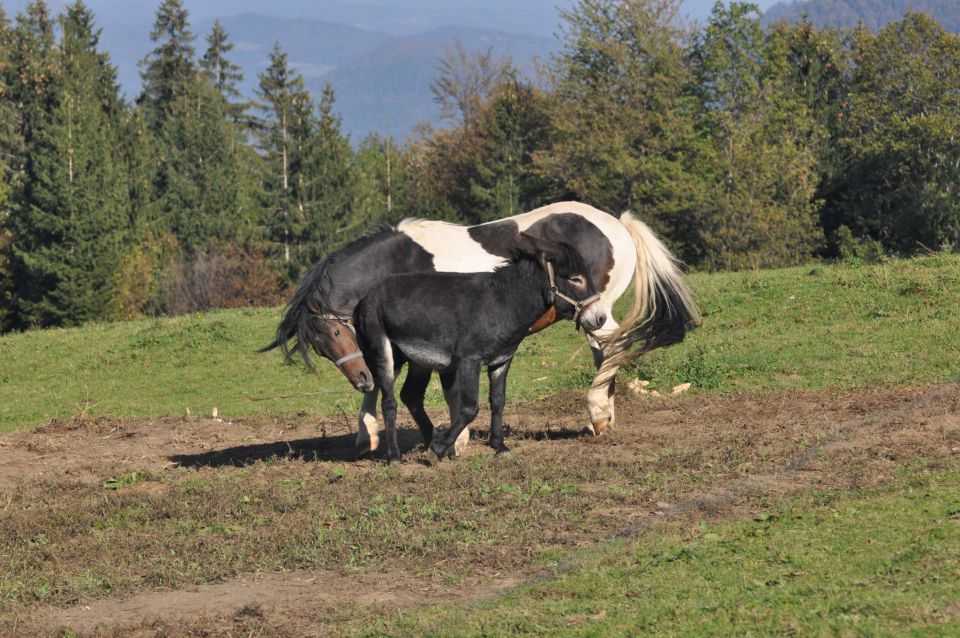 Savinjska 16.10.2011 - foto povečava