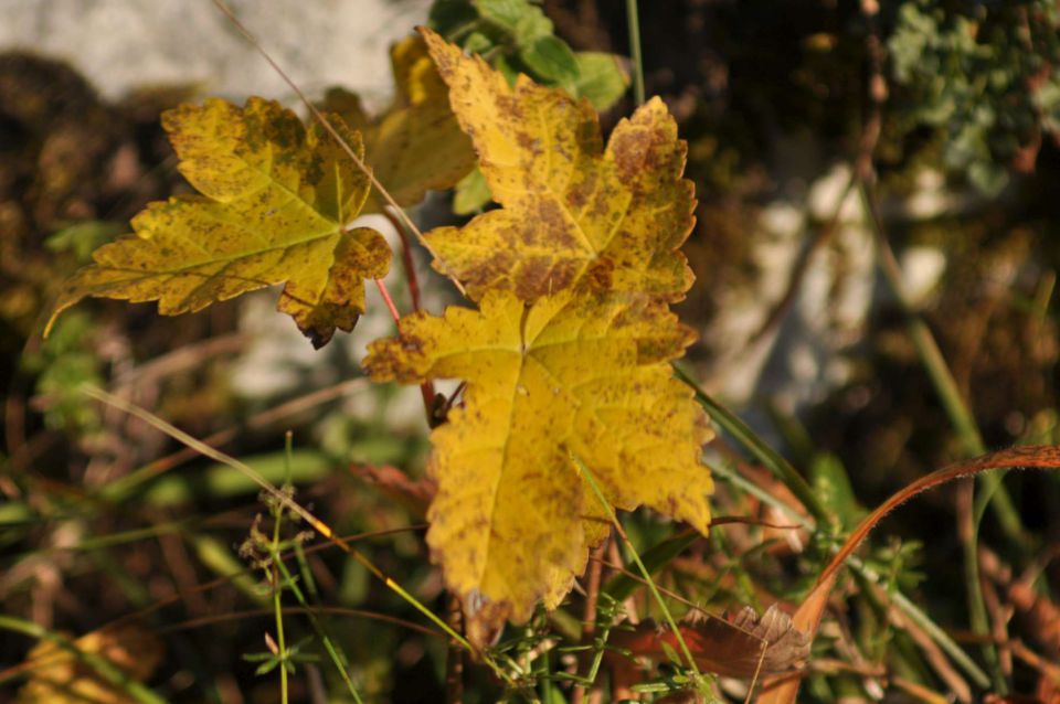 Savinjska 16.10.2011 - foto povečava