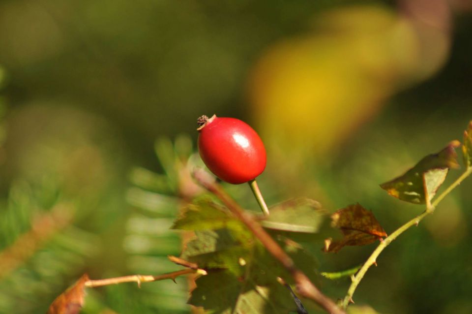 Savinjska 16.10.2011 - foto povečava