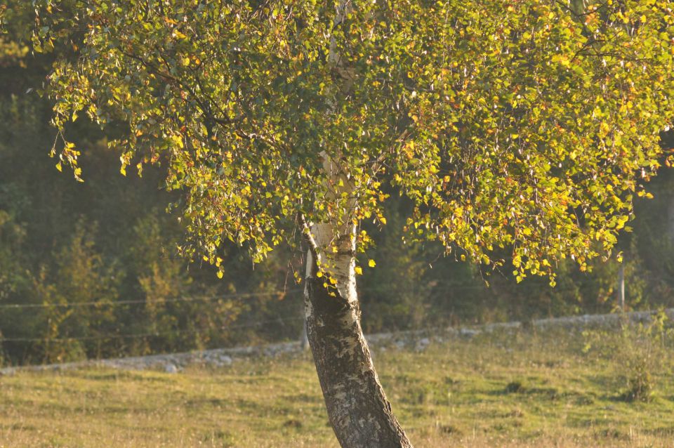 Savinjska 16.10.2011 - foto povečava