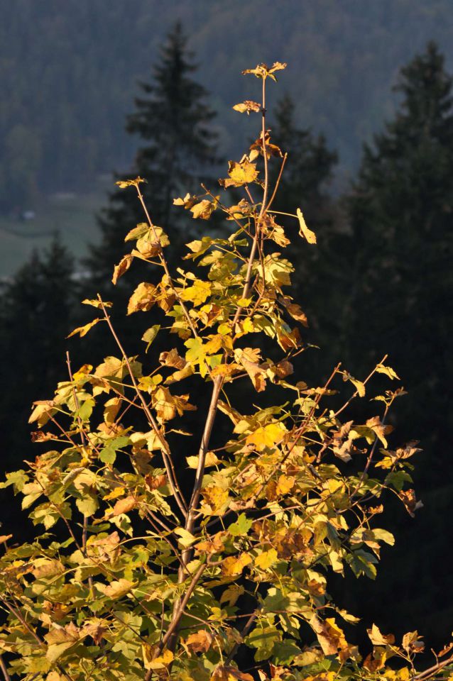 Savinjska 16.10.2011 - foto povečava