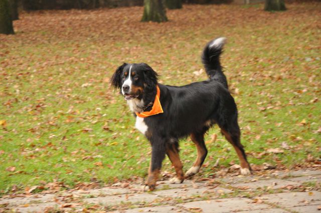 Taborniki Celje park 22.10.2011 - foto