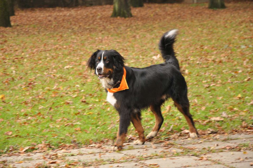 Taborniki Celje park 22.10.2011 - foto povečava