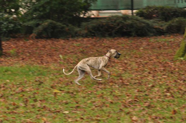 Taborniki Celje park 22.10.2011 - foto