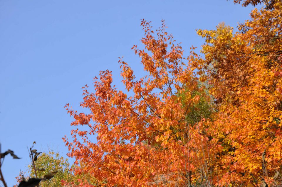 Jesen v Celju 30.10.2011 - foto povečava