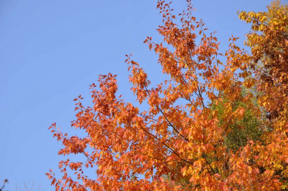 Jesen v Celju 30.10.2011 - foto povečava
