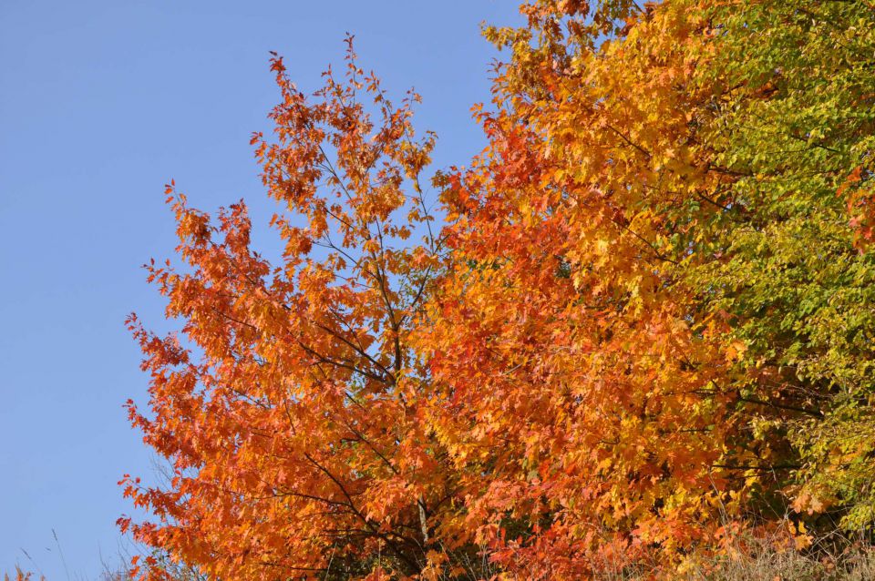 Jesen v Celju 30.10.2011 - foto povečava