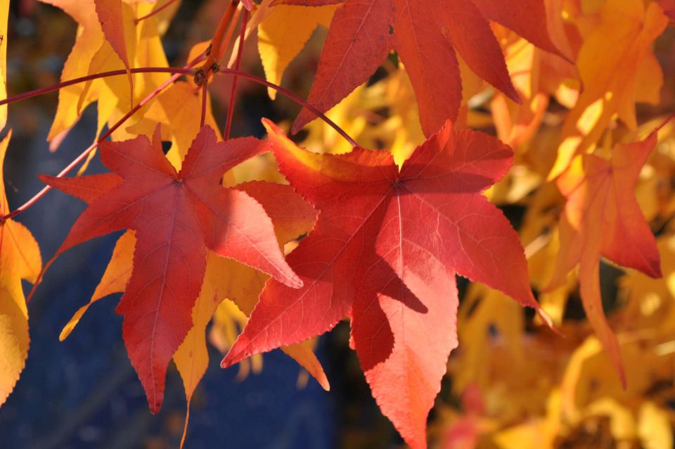 Jesen v Celju 30.10.2011 - foto povečava
