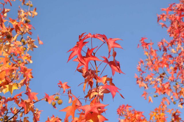 Jesen v Celju 30.10.2011 - foto