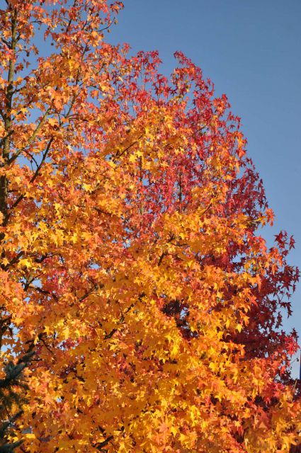 Jesen v Celju 30.10.2011 - foto