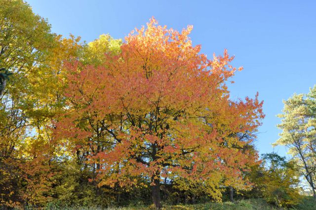 Gora Oljka 31.10.2011 - foto