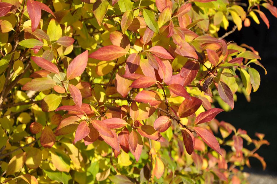 Gora Oljka 31.10.2011 - foto povečava