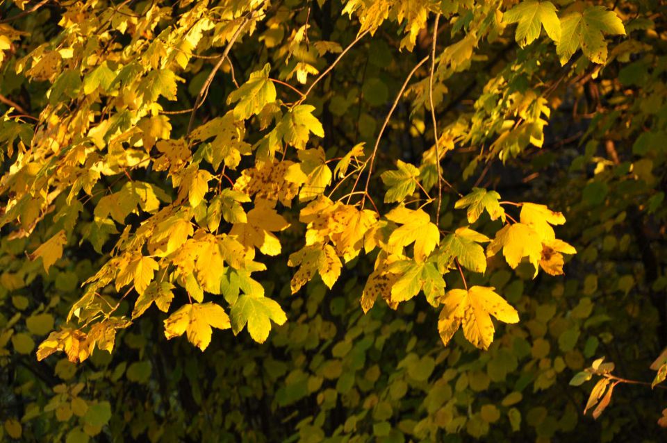 Gora Oljka 31.10.2011 - foto povečava