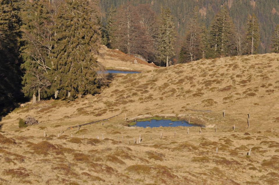 Kranjska reber 27.11.2011 - foto povečava