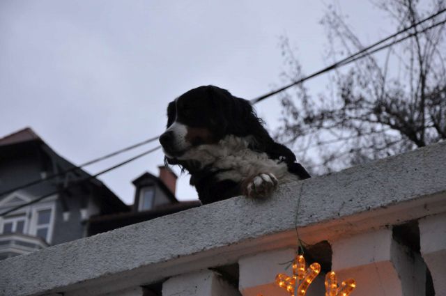 Celje sprehod 8.1.2012 - foto