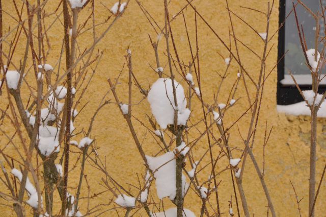 Savinjska - sneg 12.2.2012 - foto