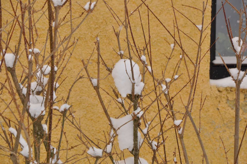 Savinjska - sneg 12.2.2012 - foto povečava