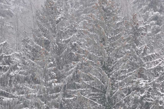 Savinjska - sneg 12.2.2012 - foto