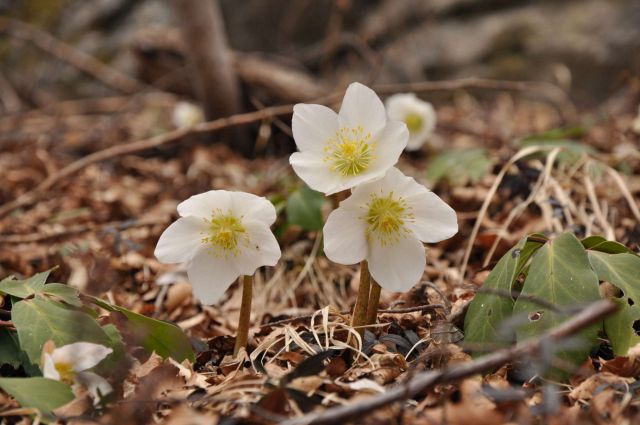 Šmohor 3.3.2012 - foto