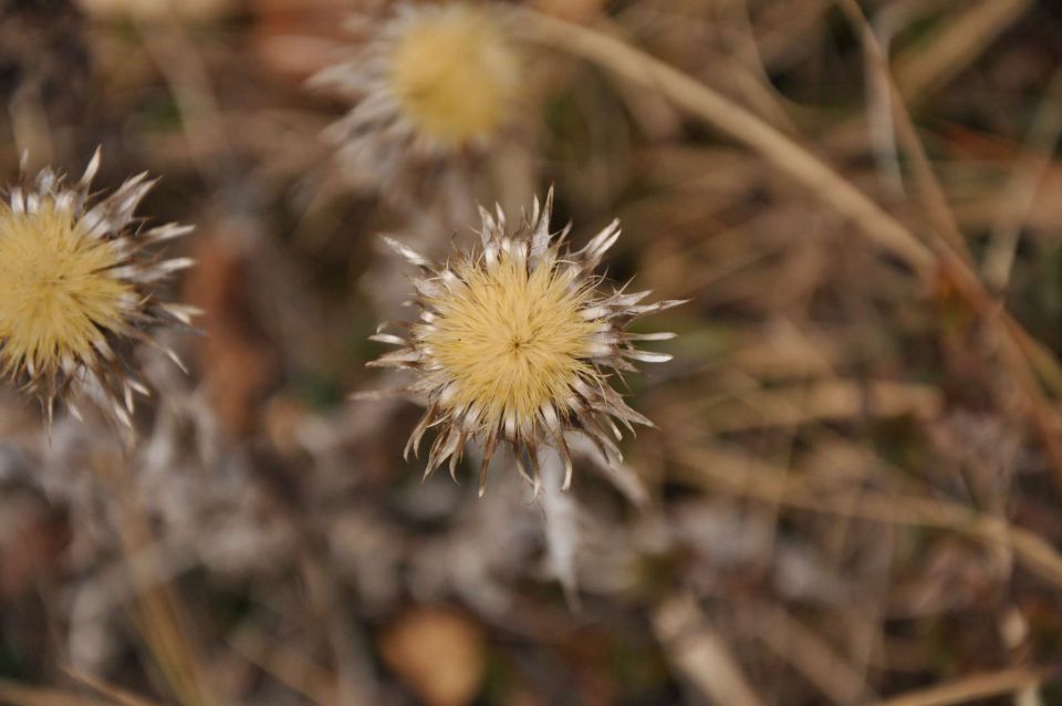 Šmohor 3.3.2012 - foto povečava