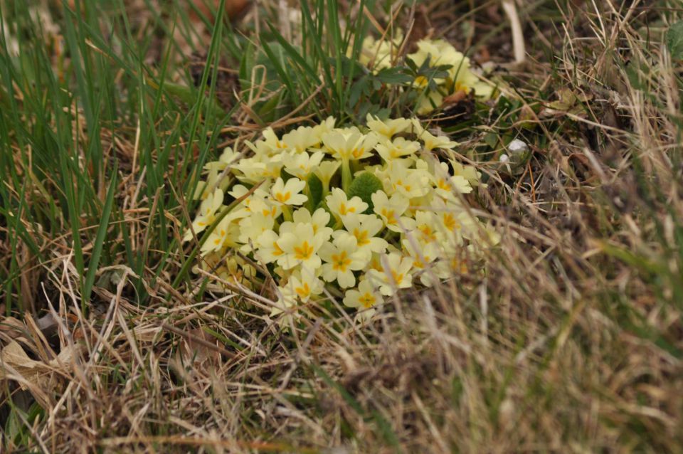 Pečica 18.3.2012 - foto povečava