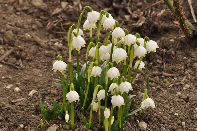 Pečica 18.3.2012 - foto