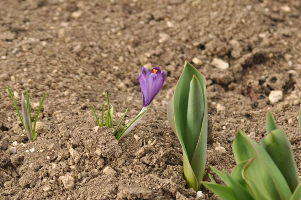 Pečica 18.3.2012 - foto povečava