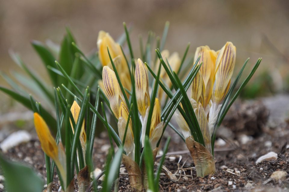 Savinjska 24.3.2012 - foto povečava