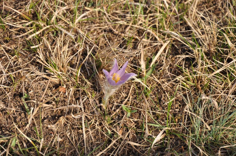 Boč 31.3.2012 - foto povečava